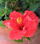 Uma flor