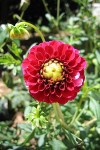 Outra flor...